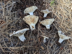 Russula brevipes acrior