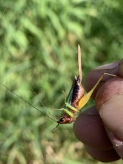 Conocephalus nigropleurum