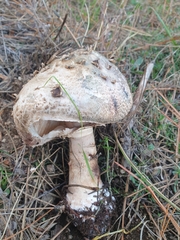 Chlorophyllum rhacodes