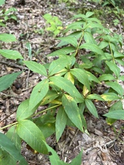 Lysimachia quadrifolia