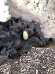 Arion intermedius