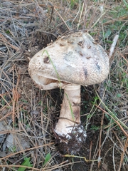 Chlorophyllum rhacodes