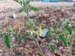 Solanum lycopersicum