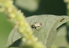 Taedia