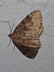 Triphosa dubitata
