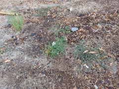 Solanum lycopersicum