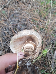 Chlorophyllum rhacodes