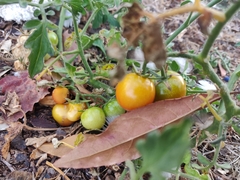 Solanum lycopersicum