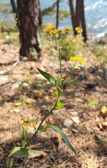 Bupleurum multinerve