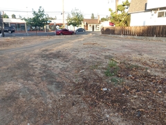 Solanum lycopersicum