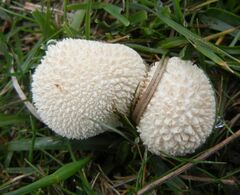 Lycoperdon