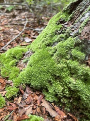 Leucobryum