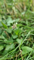Fallopia convolvulus