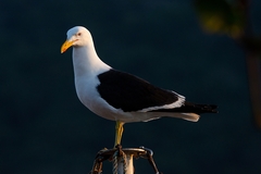 Larus dominicanus