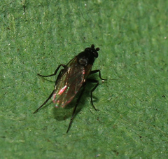 Phorinae
