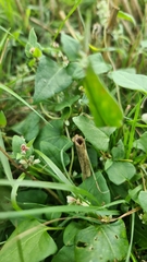 Fallopia convolvulus