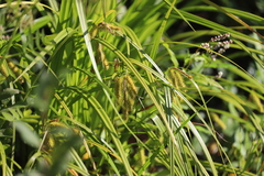 Carex comosa