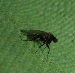 Phorinae