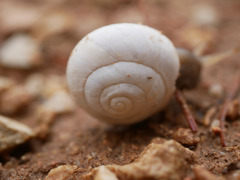 Sphincterochila candidissima