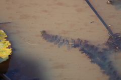 Utricularia macrorhiza