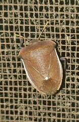 Basicryptus costalis