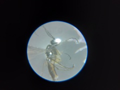 Diptera