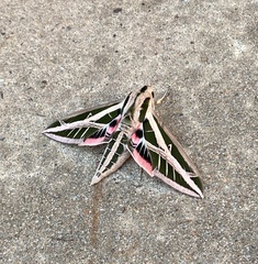 Eumorpha fasciatus