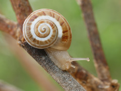 Pseudotachea splendida