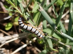 Euscirrhopterus gloveri