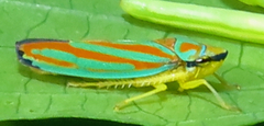 Graphocephala