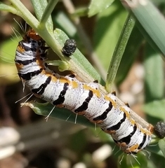 Euscirrhopterus gloveri