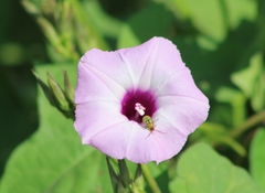 Diabrotica balteata