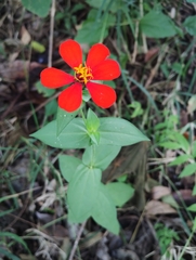 Zinnia elegans