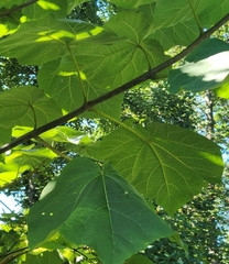 Paulownia tomentosa