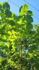 Paulownia tomentosa