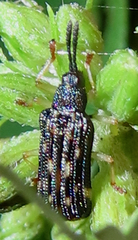 Sumitrosis inaequalis