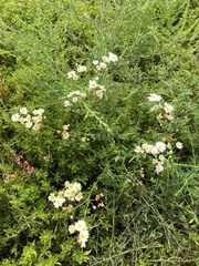 Erigeron philadelphicus