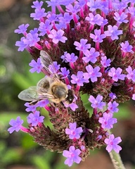 Apis mellifera