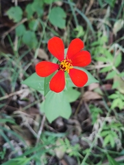 Zinnia elegans