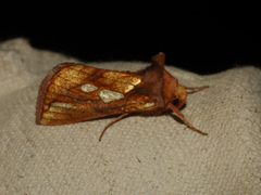 Plusia festucae
