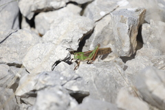 Locusta migratoria