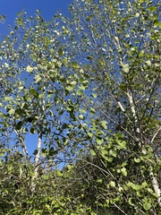 Populus tremuloides