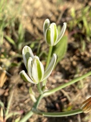 Albuca setosa image