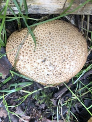 Scleroderma