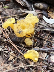 Leotia
