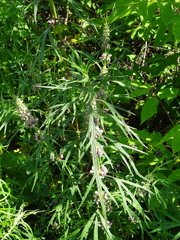 Leonurus glaucescens