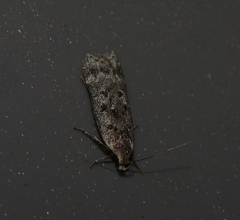 Anacampsis