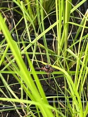 Pachodynerus erynnis