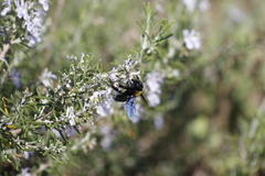 Xylocopa