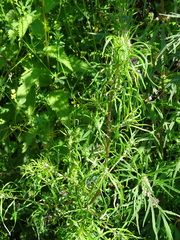 Leonurus glaucescens